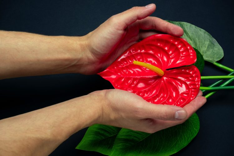 blurred-male-hand-touches-a-red-tropical-flower-on-a-black-background-anthurium-beauty-care-clitoris_t20_pRpjJY