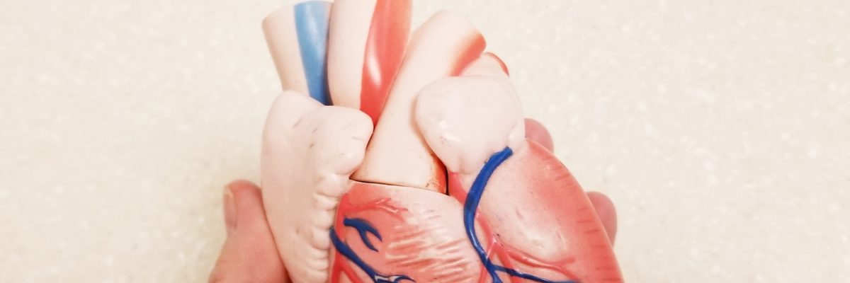 heart-human-heart-cardiology-heart-health-2021-09-13-09-36-13-utc