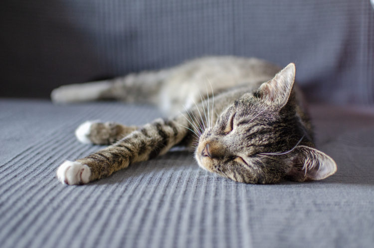 sleeping-cat-4GRPR3B