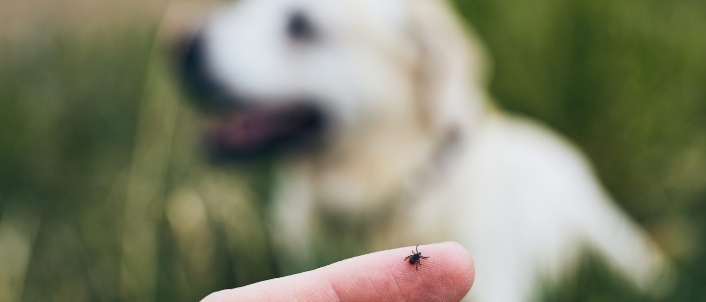 Close-up view of tick on human finger against dog lying in grass.
